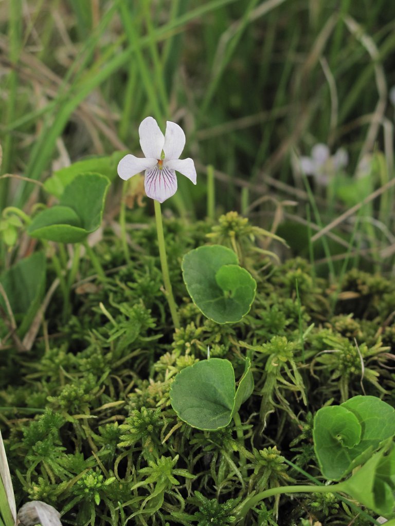Viola palustris